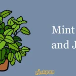 Mint Puns And Jokes